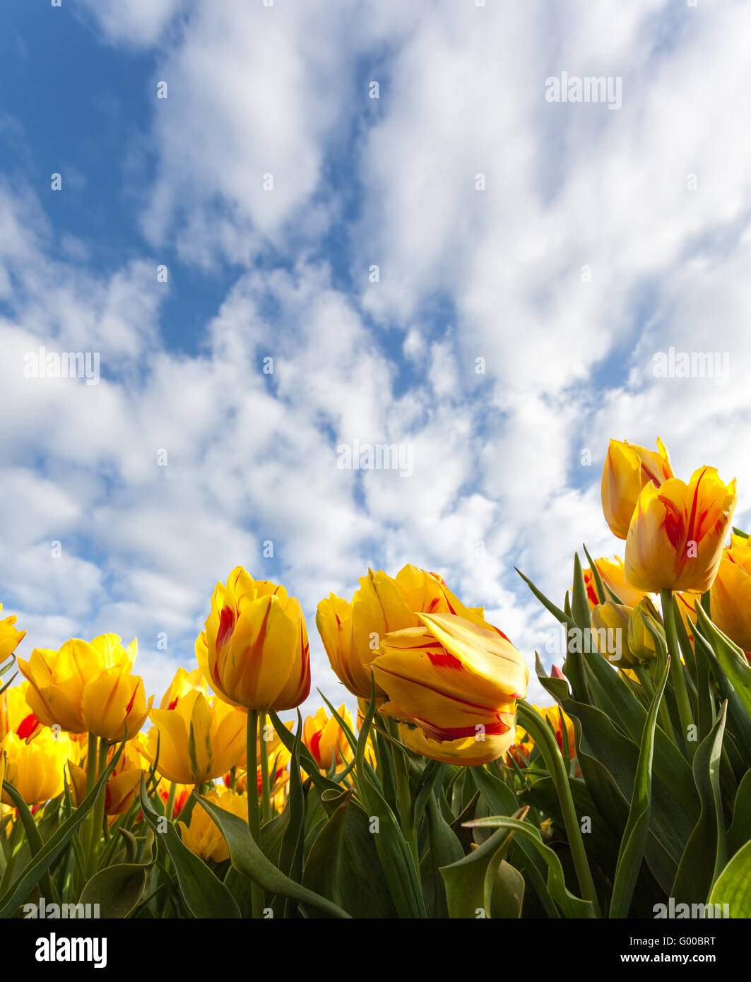 Beautiful yellow flowers tulips against the blue sky with clouds at sunrise in Netherlands in spring, colorful tulip, floral bac Stock Photo