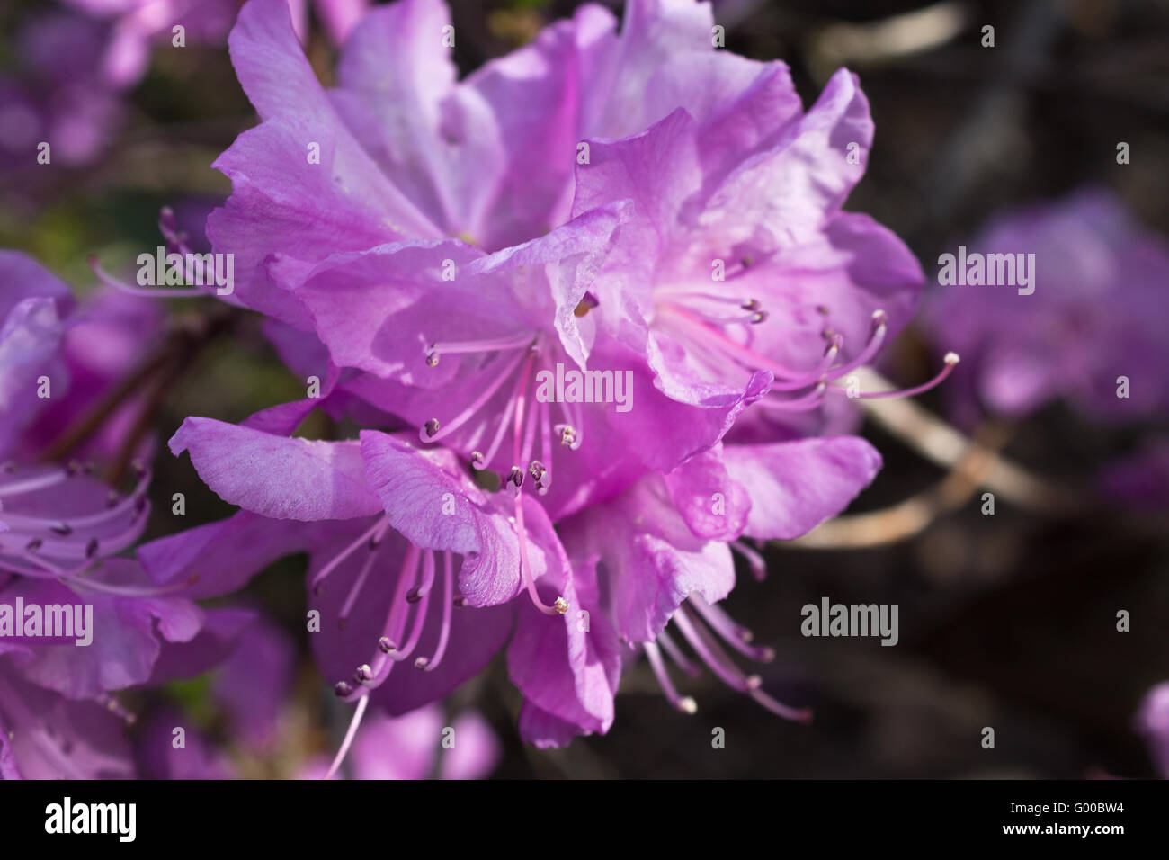 an open flower of lilac rhododendron closeup Stock Photo