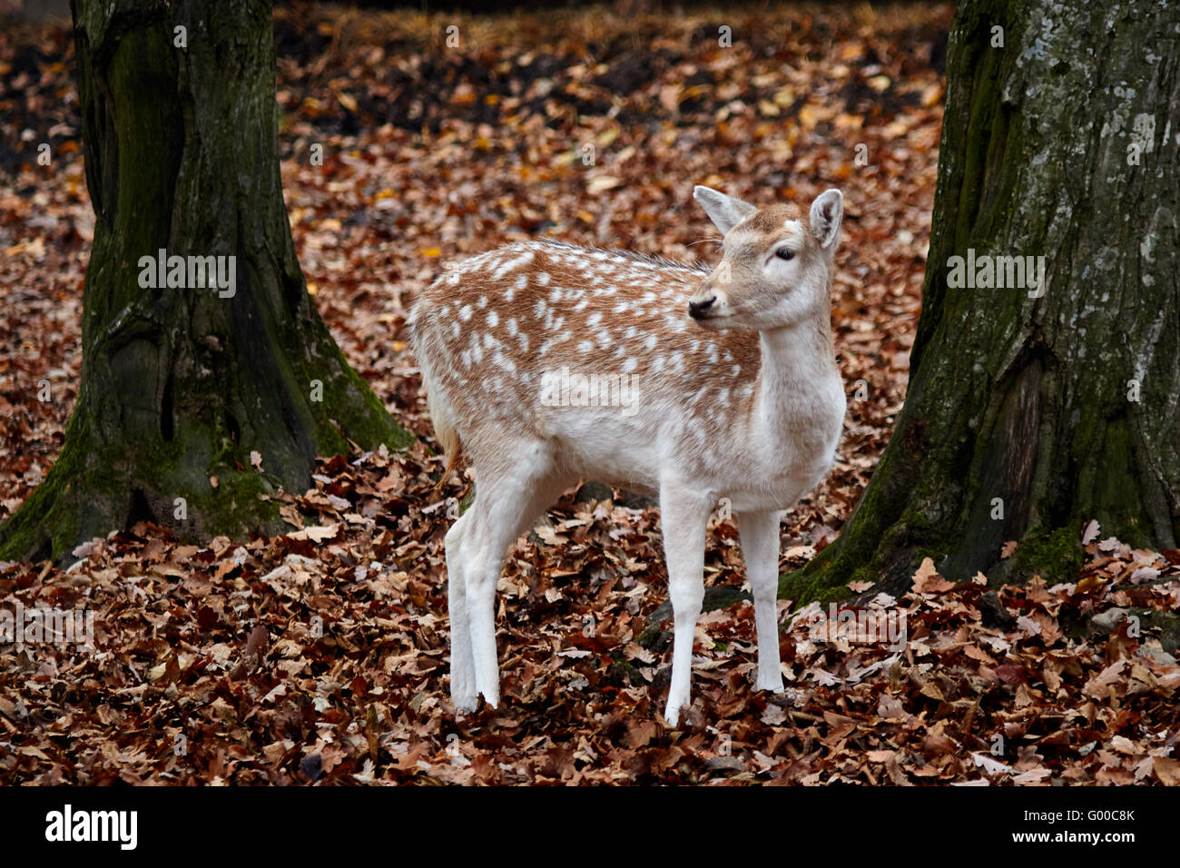 White Spotted Deer High Resolution Stock Photography and Images Alamy