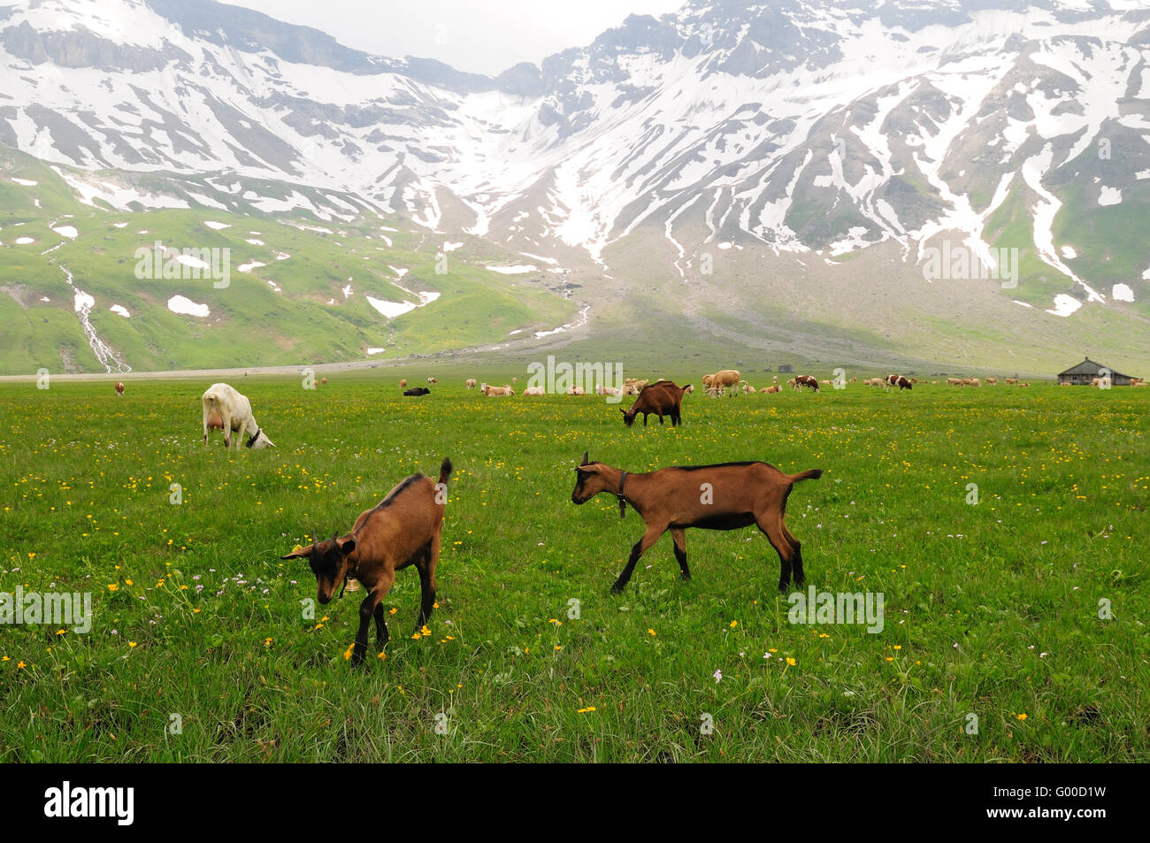 Goats grazing Stock Photo