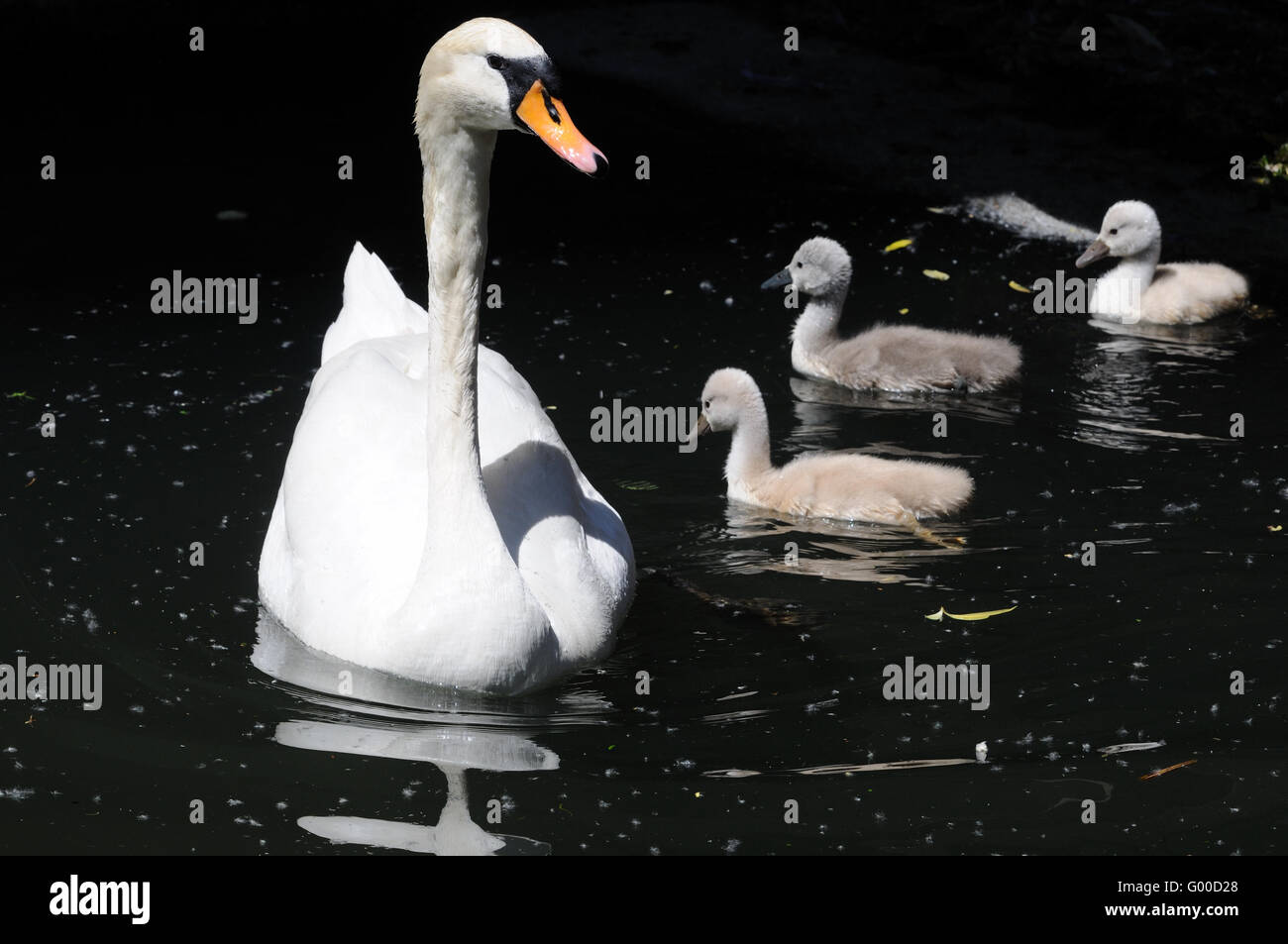 baby swans Stock Photo