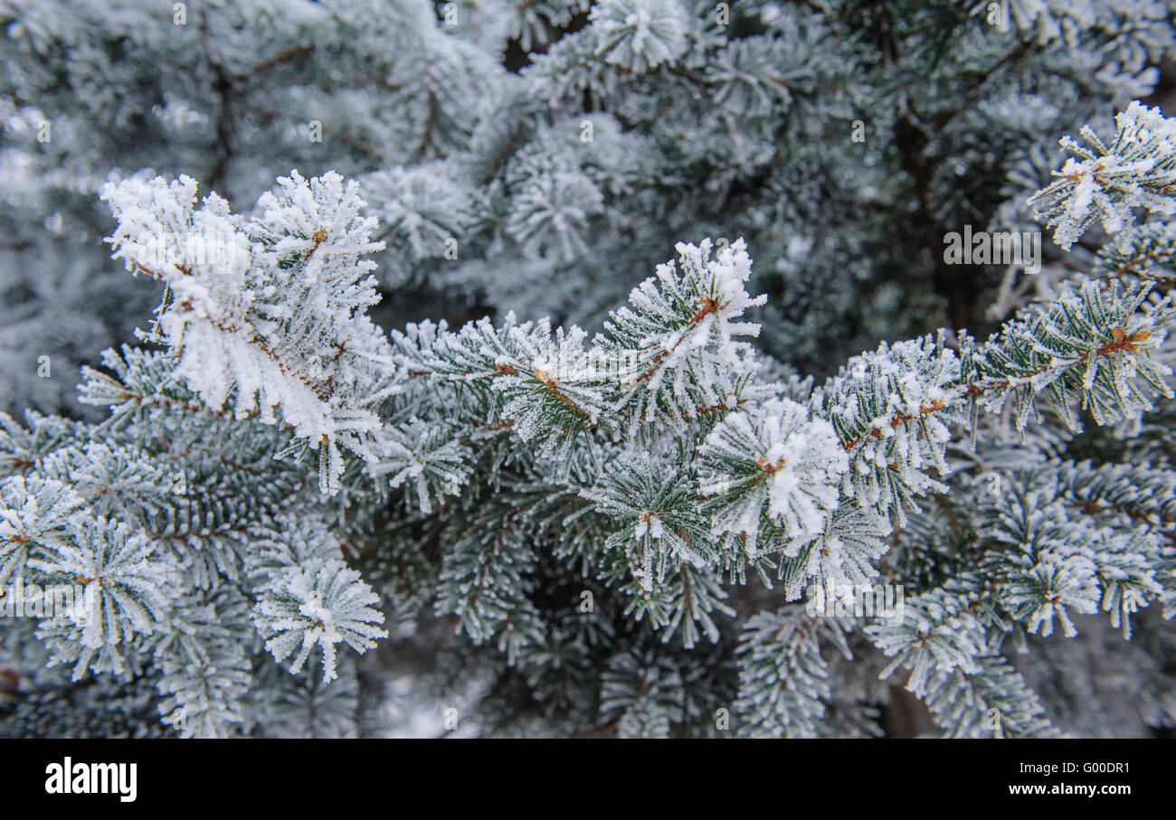 Background of Christmas firs frost Stock Photo