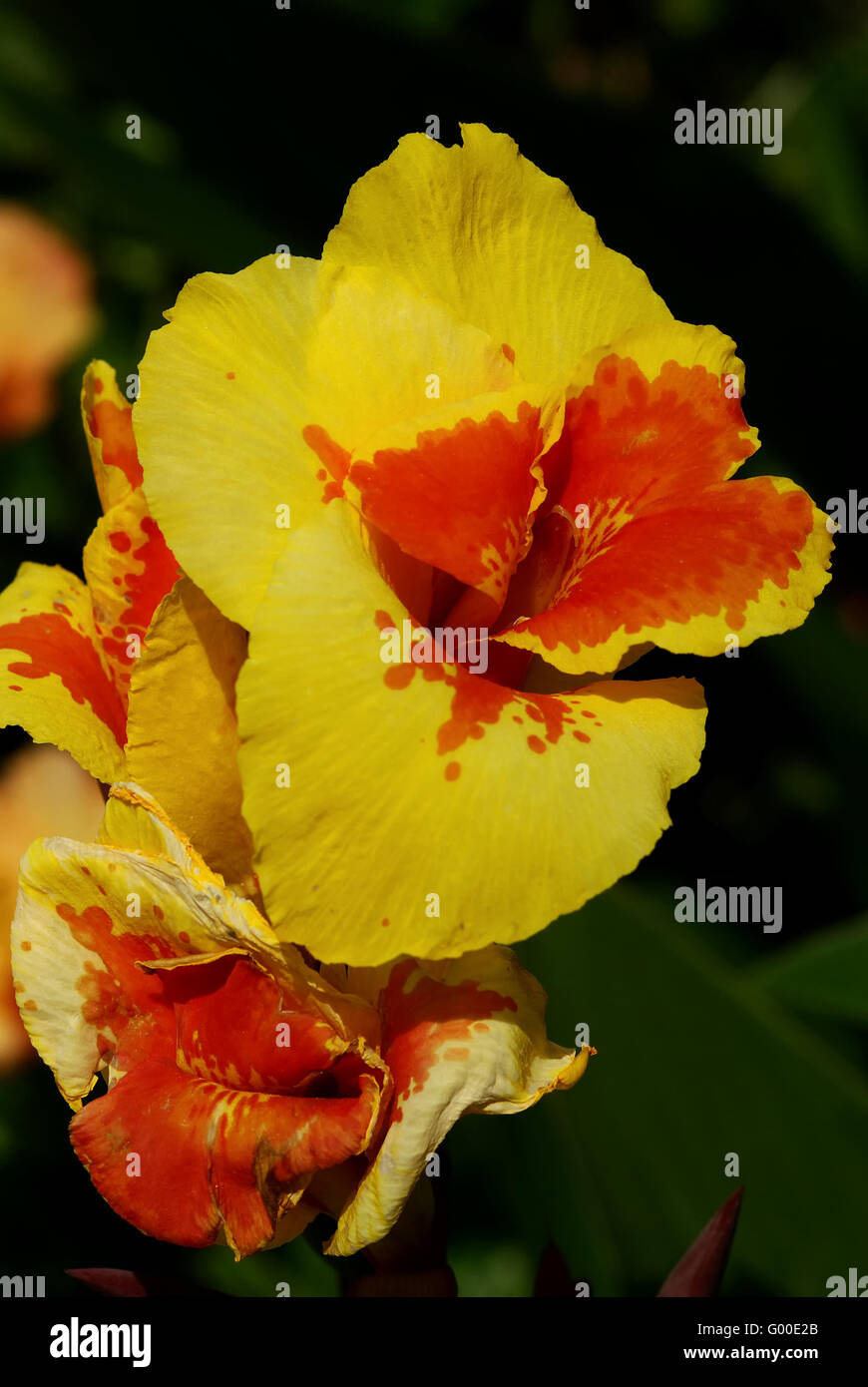 canna lily Stock Photo