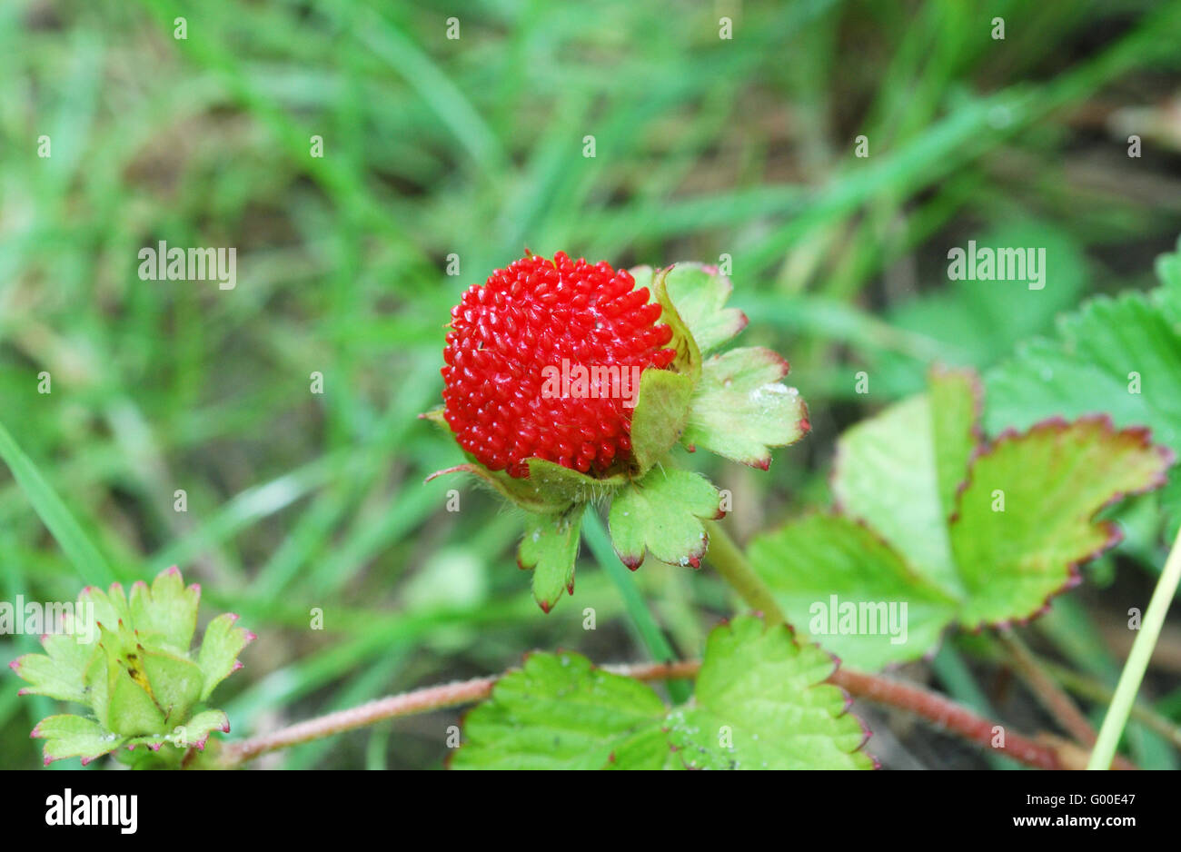 Wild strawberry in forest on a green background Stock Photo - Alamy