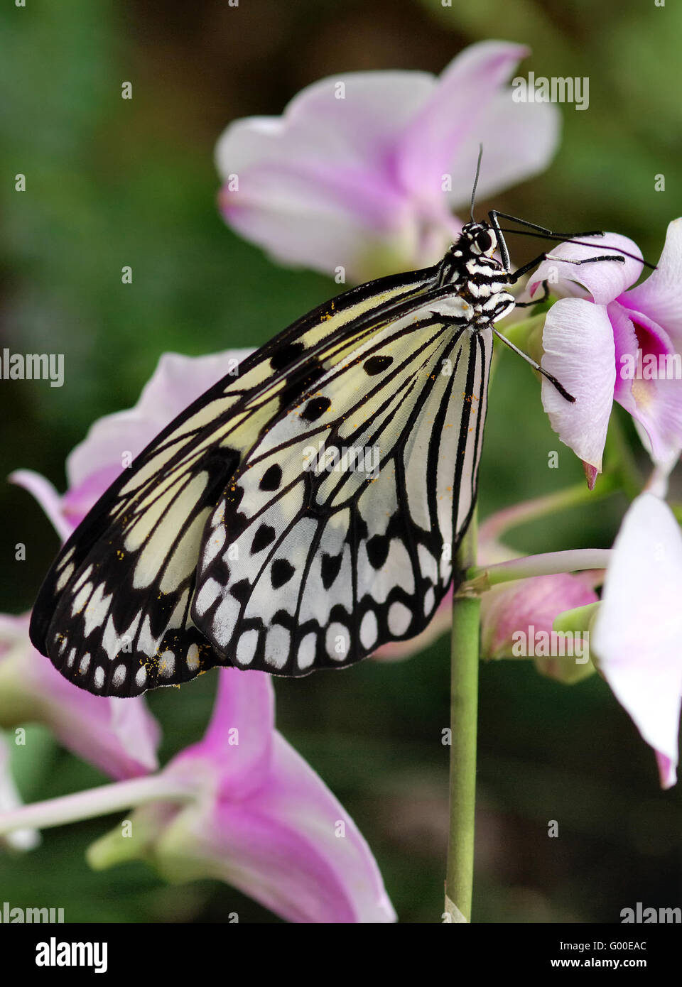 Idea leuconoe Stock Photo