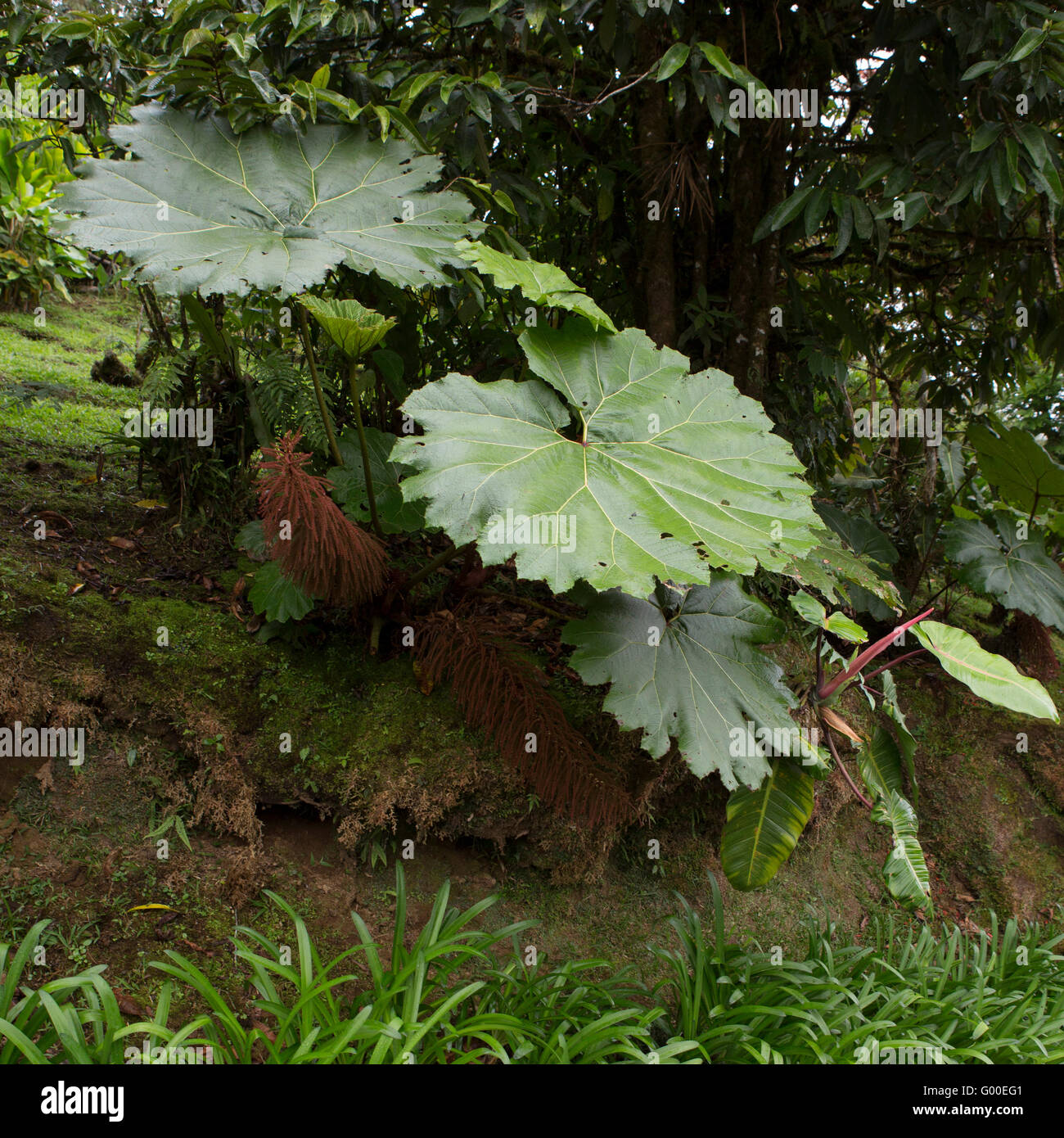 Poor Man's Umbrella plants in Costa Rica. Stock Photo