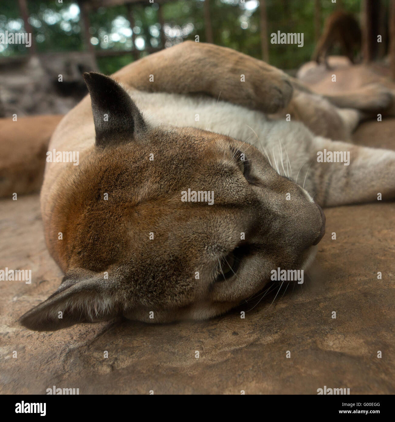 A female puma in Costa Rica. Costa Rica is home to five per cent of Stock  Photo - Alamy