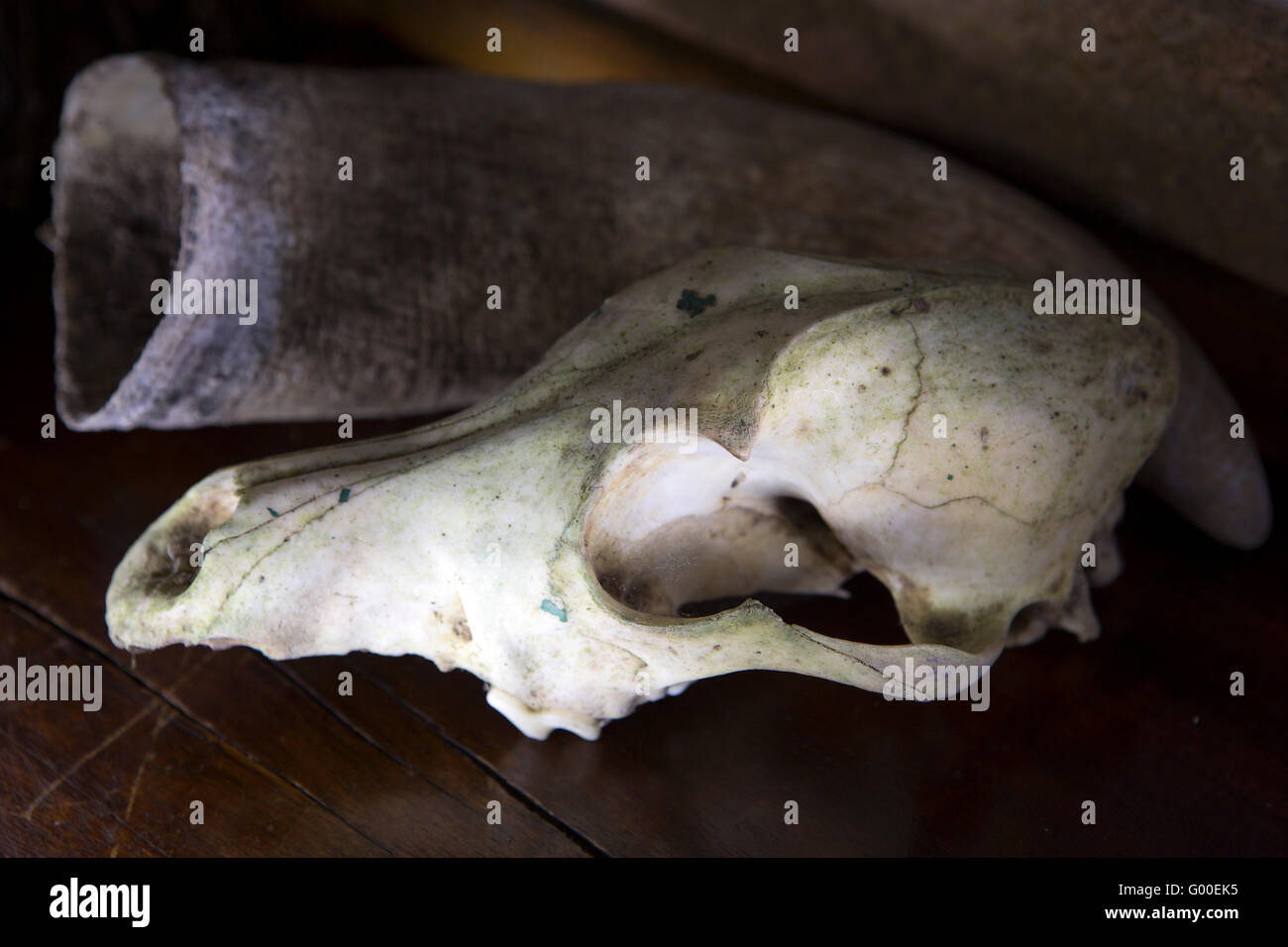 A mammalian skull and horn on display at Selva Verde Lodge at Sarapiqui in Costa Rica. Stock Photo