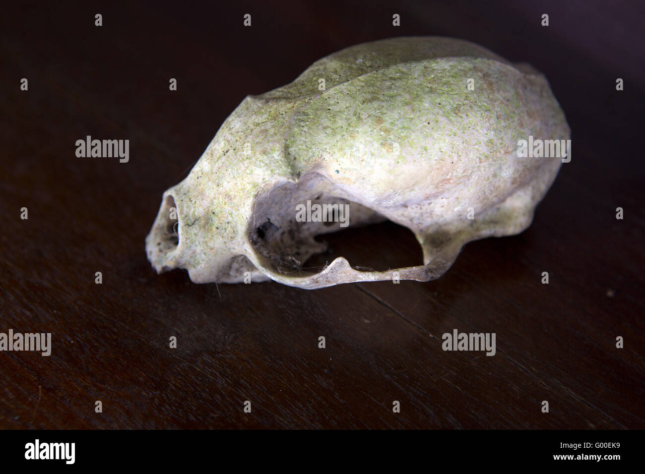 A mammalian skull on display at Selva Verde Lodge at Sarapiqui in Costa Rica. Stock Photo