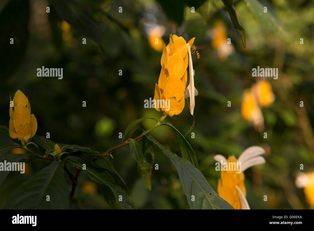 American honey bee hi-res stock photography and images - Alamy