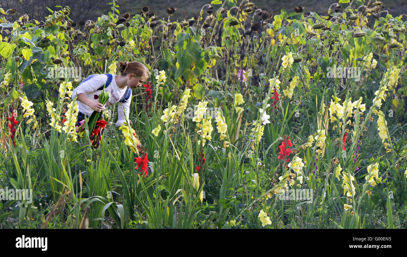 Girl in the field of flowers Stock Photo