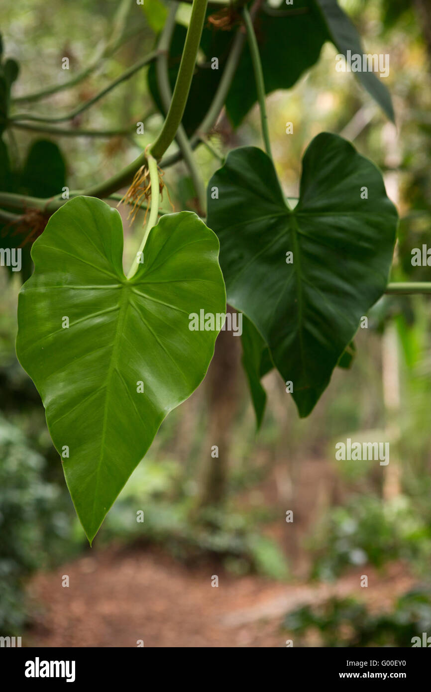Heart-shaped philodendron leaves in the jungle by Manzanillo Beach in Costa  Rica Stock Photo - Alamy