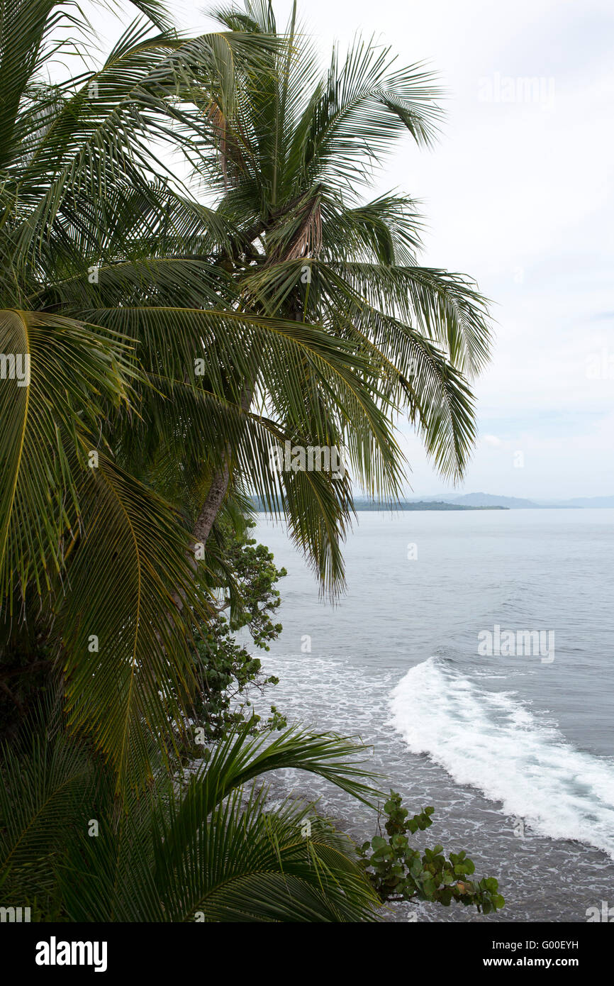 Palm tress lean out towards the Caribbean Sea off Manzanillo Beach in Costa Rica. Stock Photo
