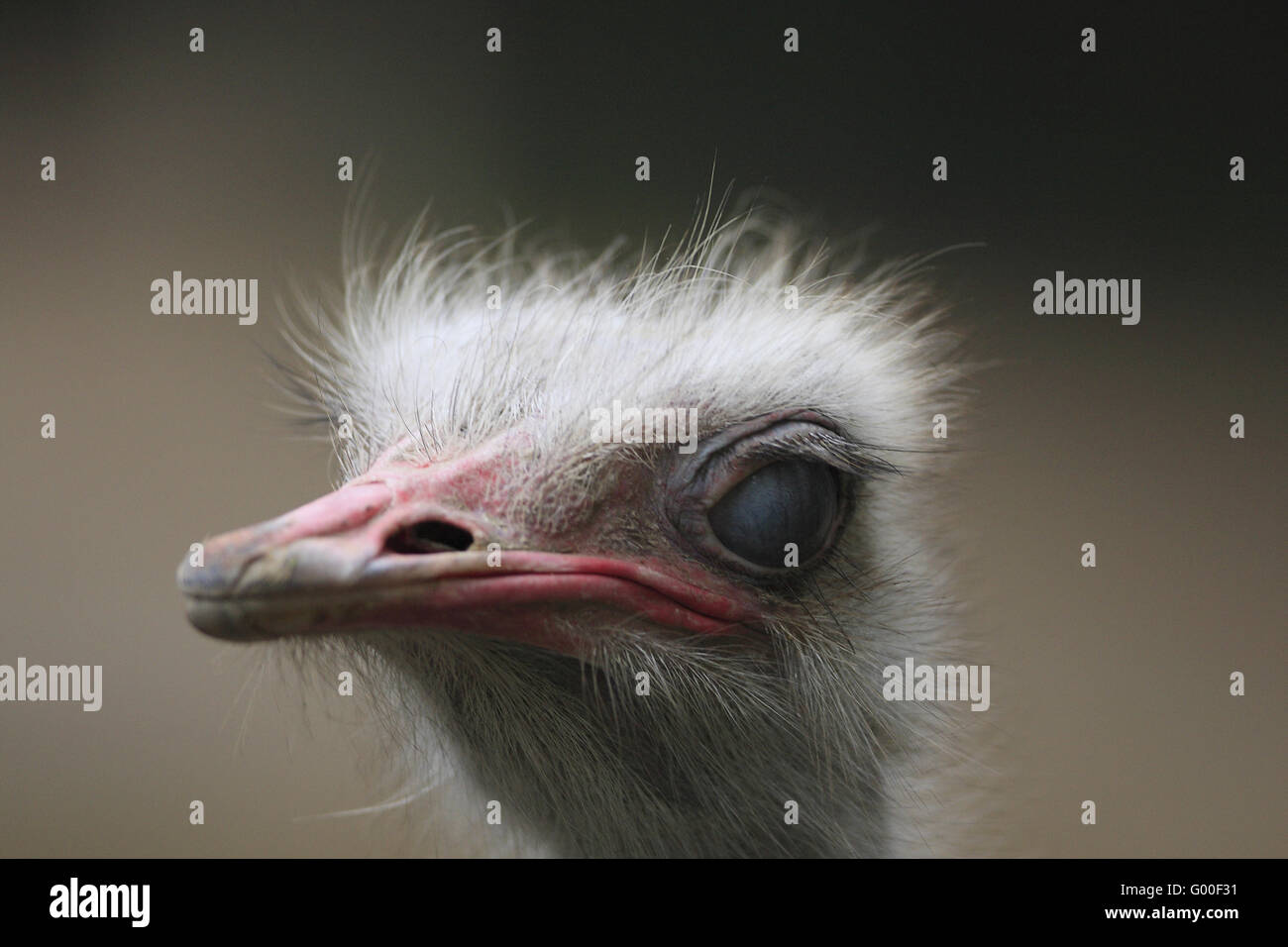 ostrich Stock Photo