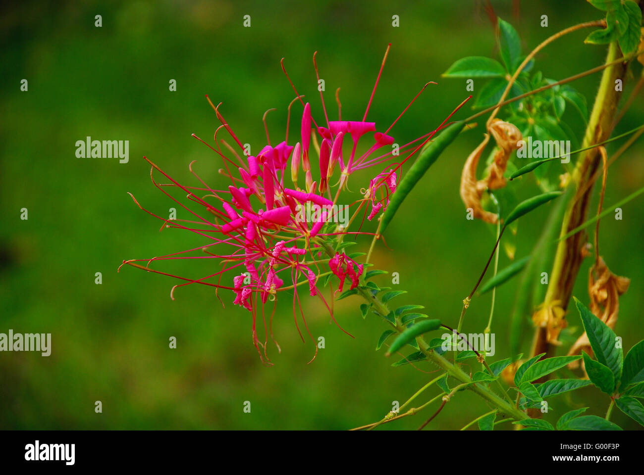 spider flower Stock Photo