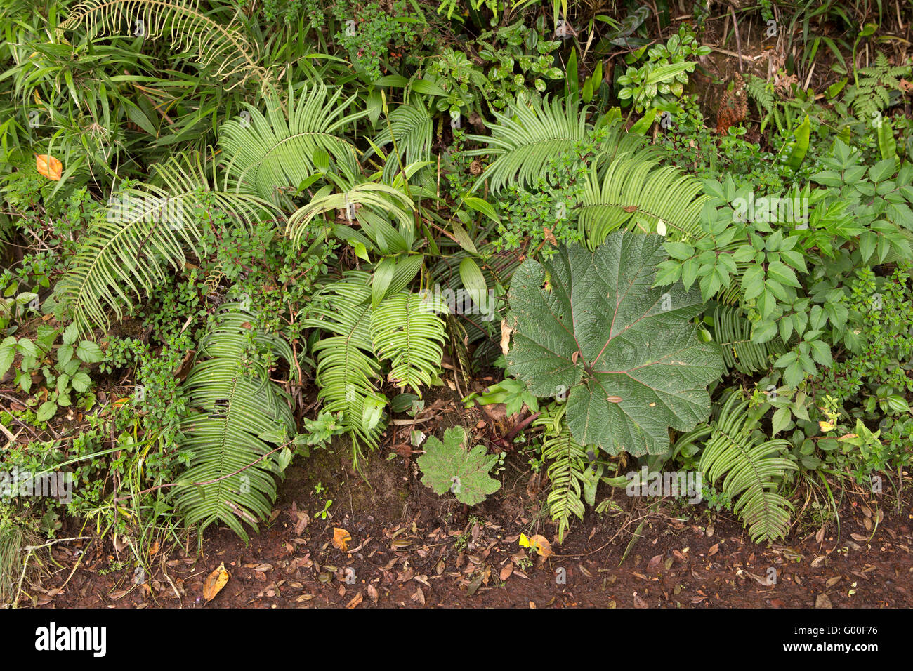 Ferns and a poor man's umbrella plant in the Parque Nacional Volcan