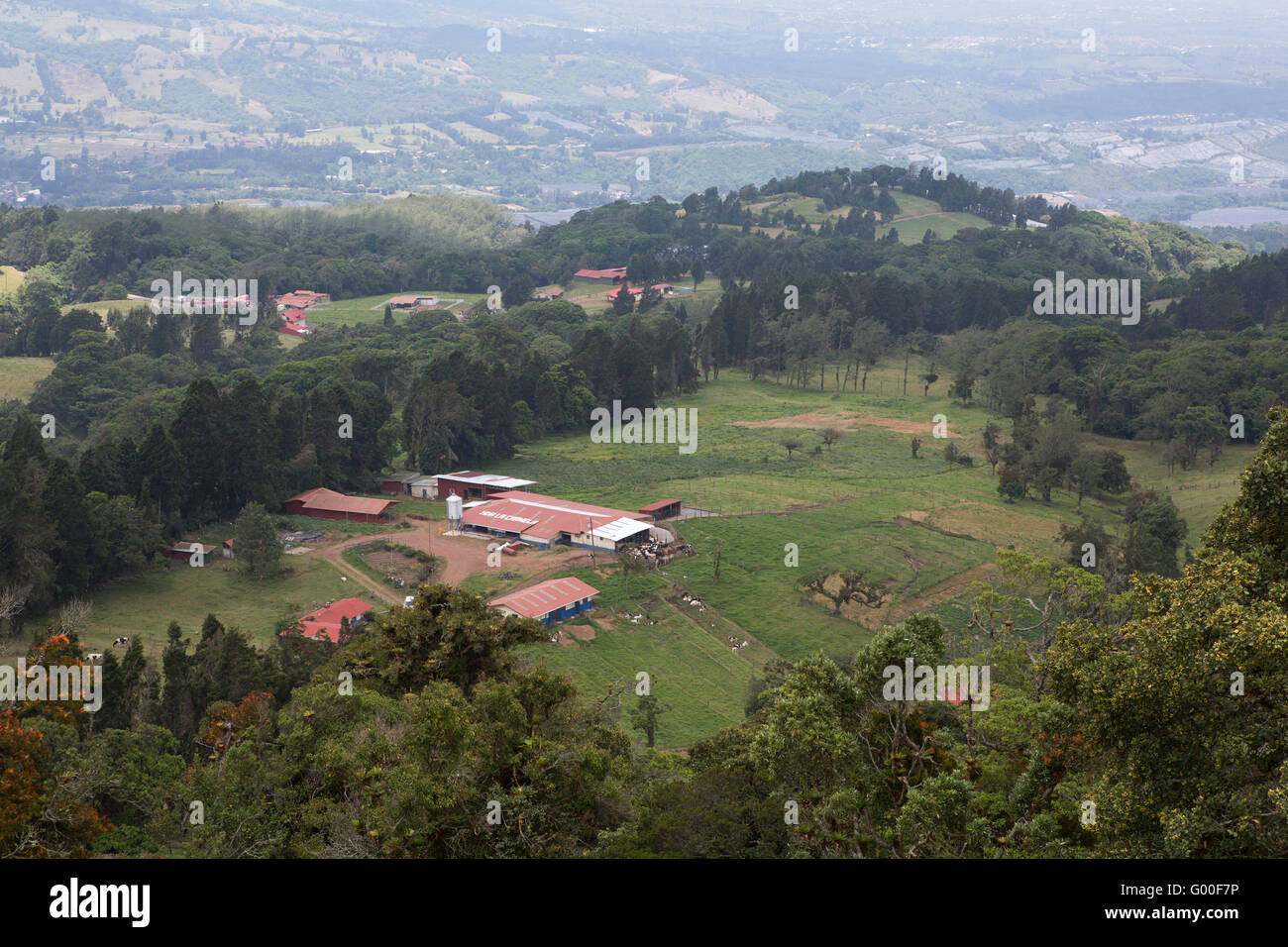 A dairy farm in Costa Rica. The verdant land in the Cordillera Central