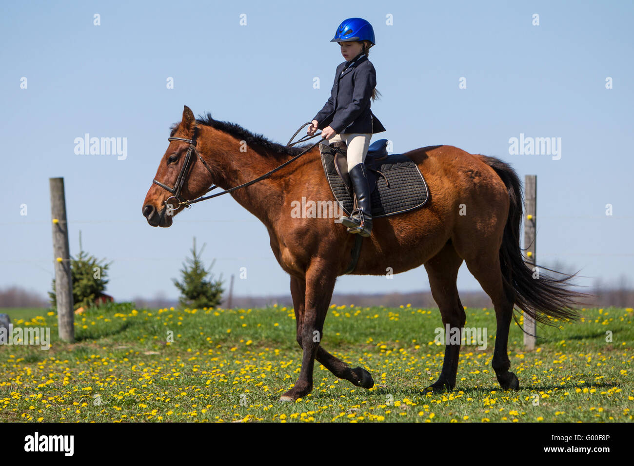 A young girl equestrian riding a horse. Stock Photo
