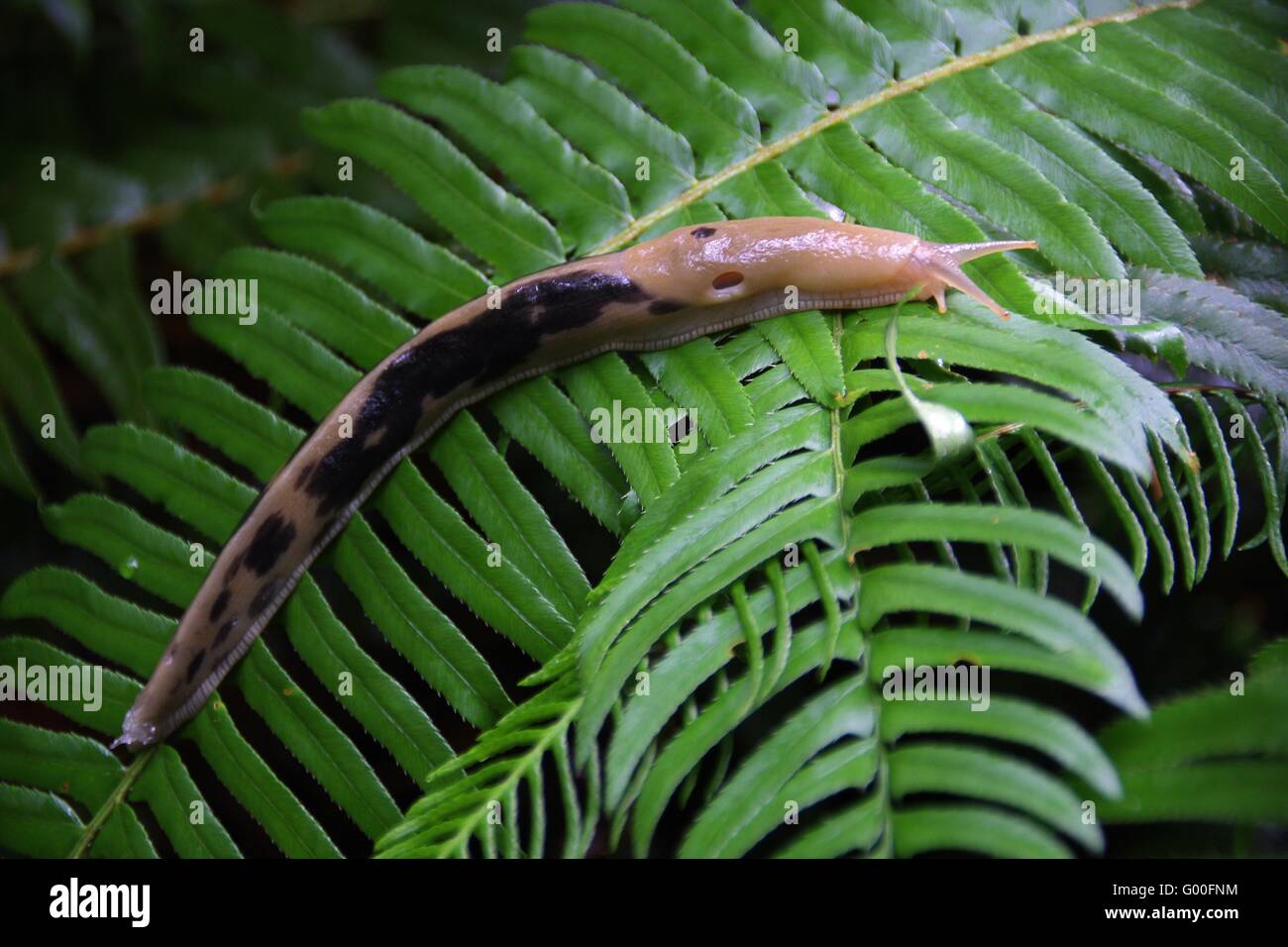 Banana Snail Stock Photo