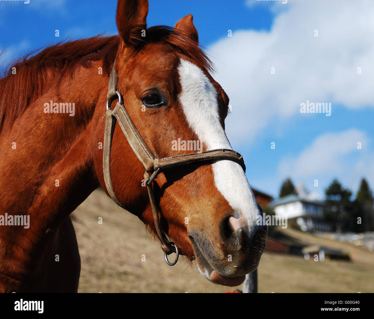 Pony pferde reitpferd hi-res stock photography and images - Alamy