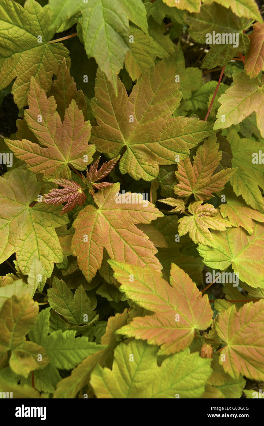 Maple leaves Stock Photo