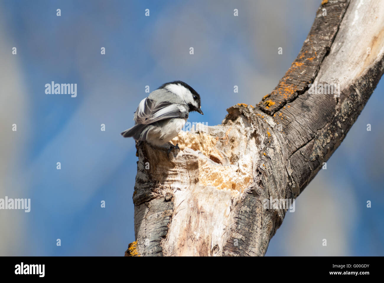 A black-capped chickadee, Poecile atricapillus, standing outside a nesting hole it is preparing for use. Stock Photo
