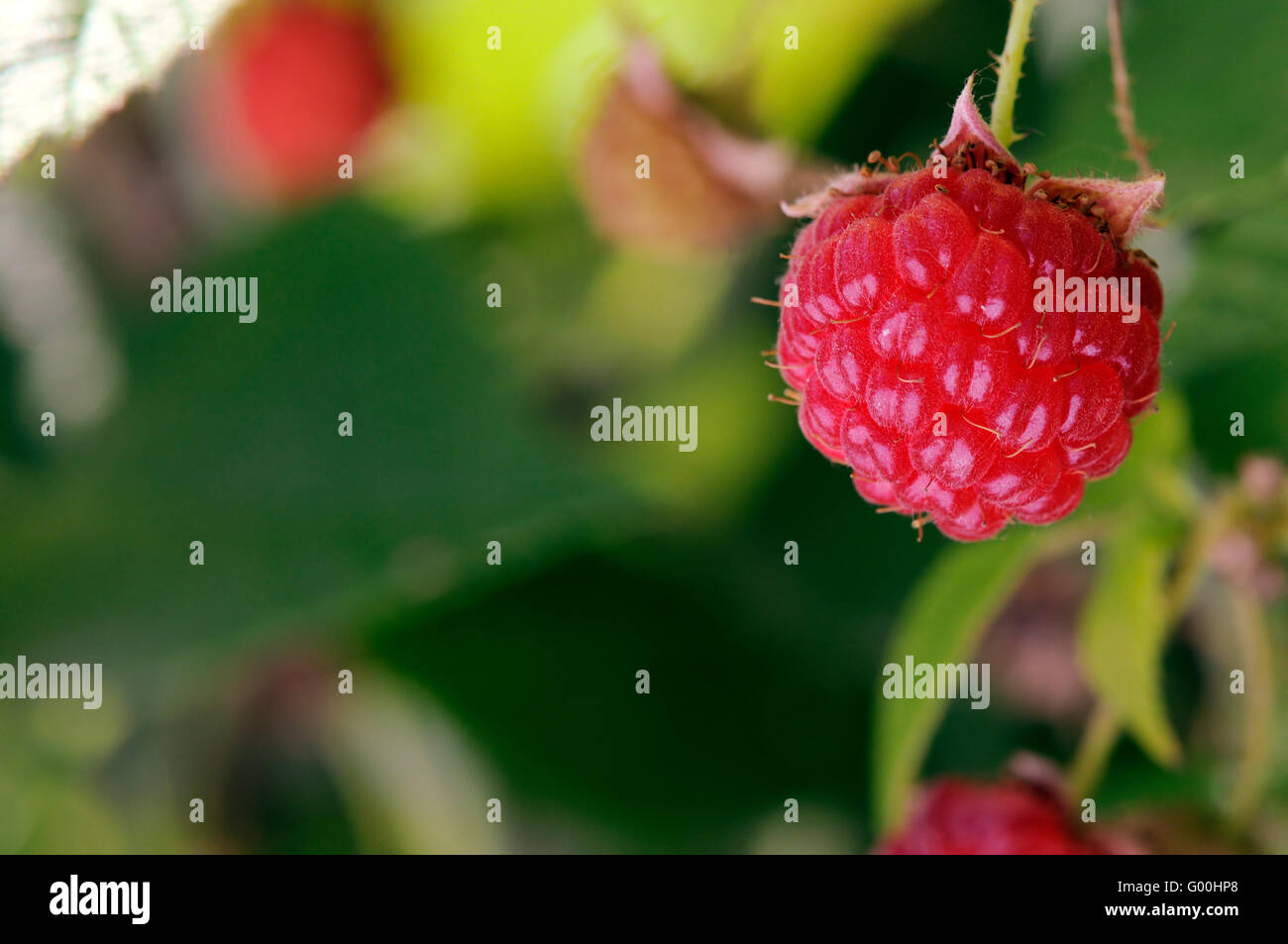 Wallpaper raspberry hi-res stock photography and images - Alamy
