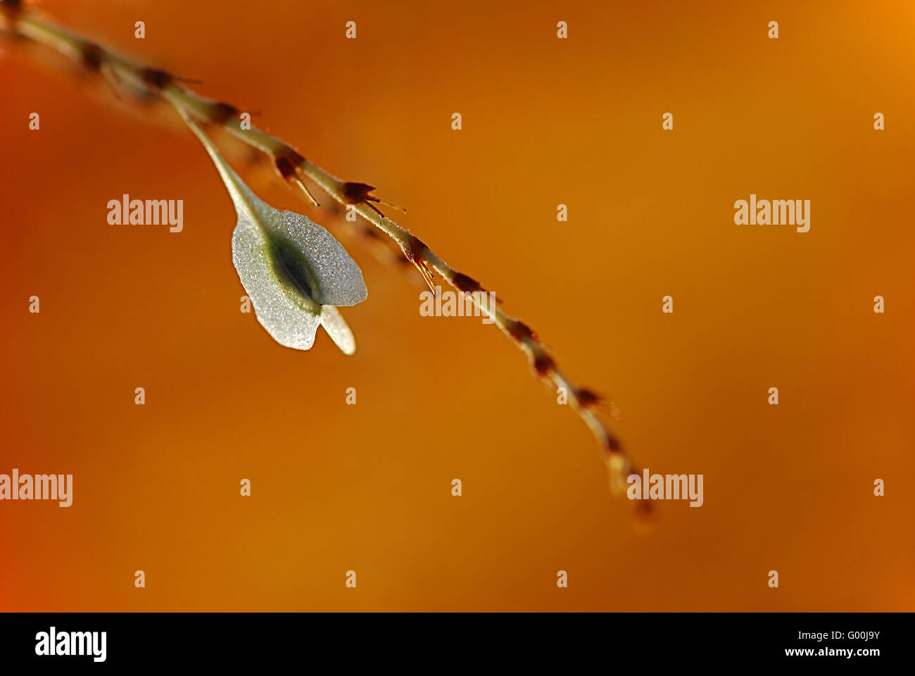 Fallopia japonica hi-res stock photography and images - Alamy