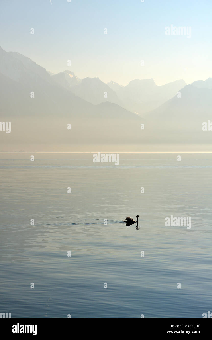 Swan in Lake Geneva Stock Photo