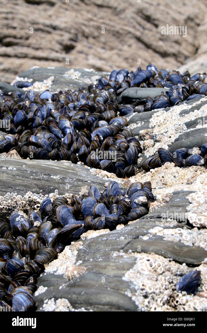 Mussels Stock Photo