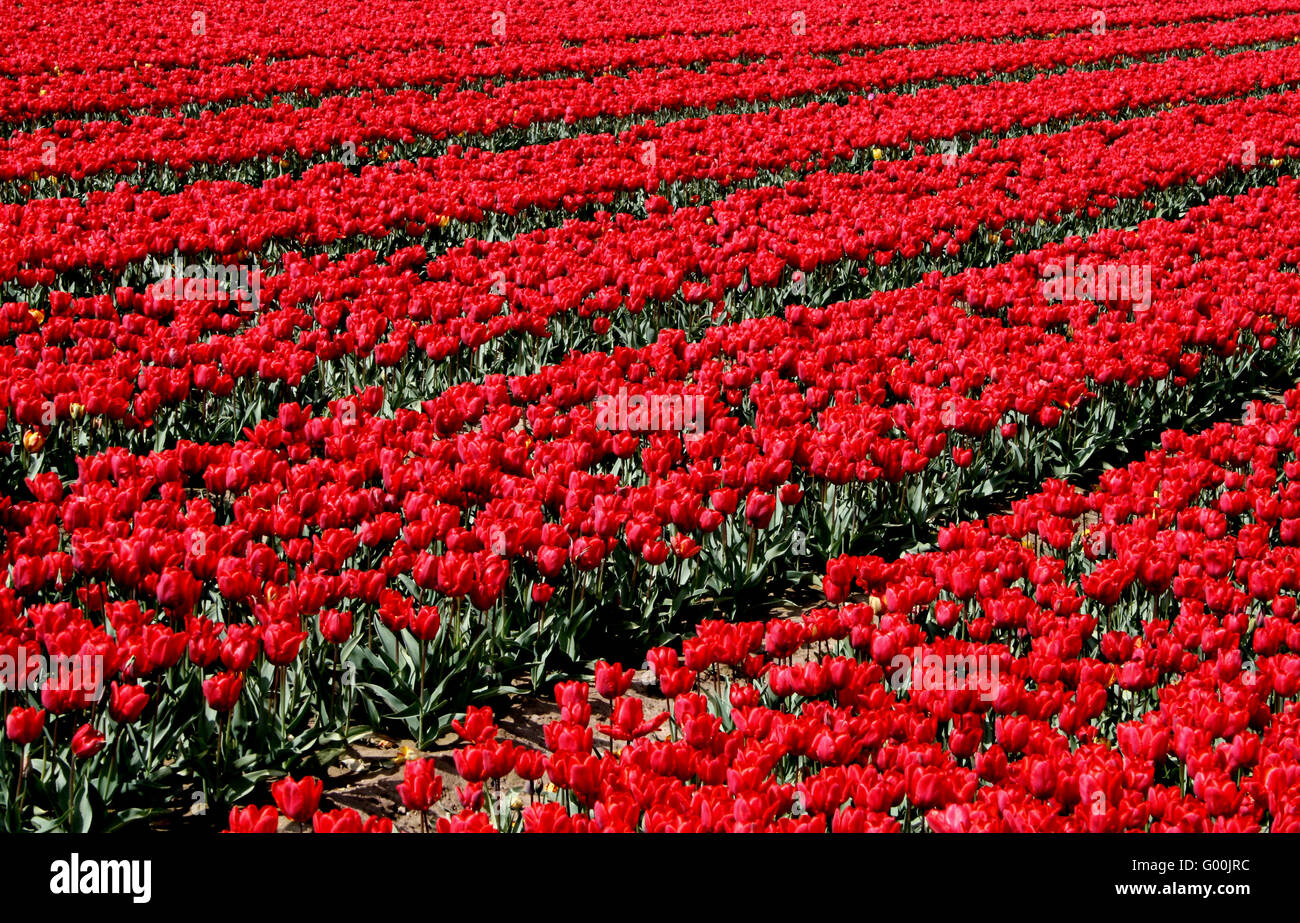 Field of Tulips Stock Photo