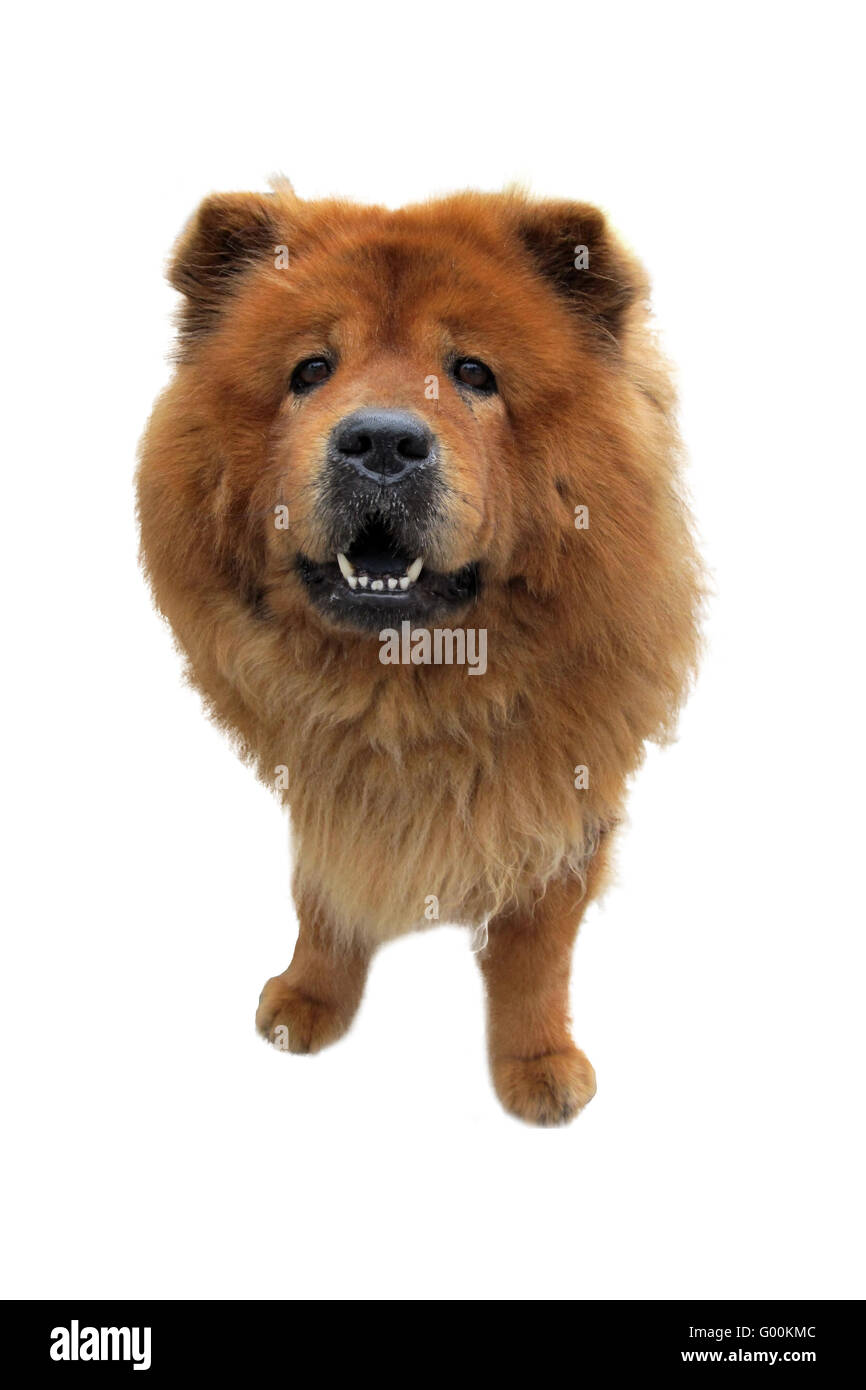 Chow Chow - Dog Stock Photo - Alamy