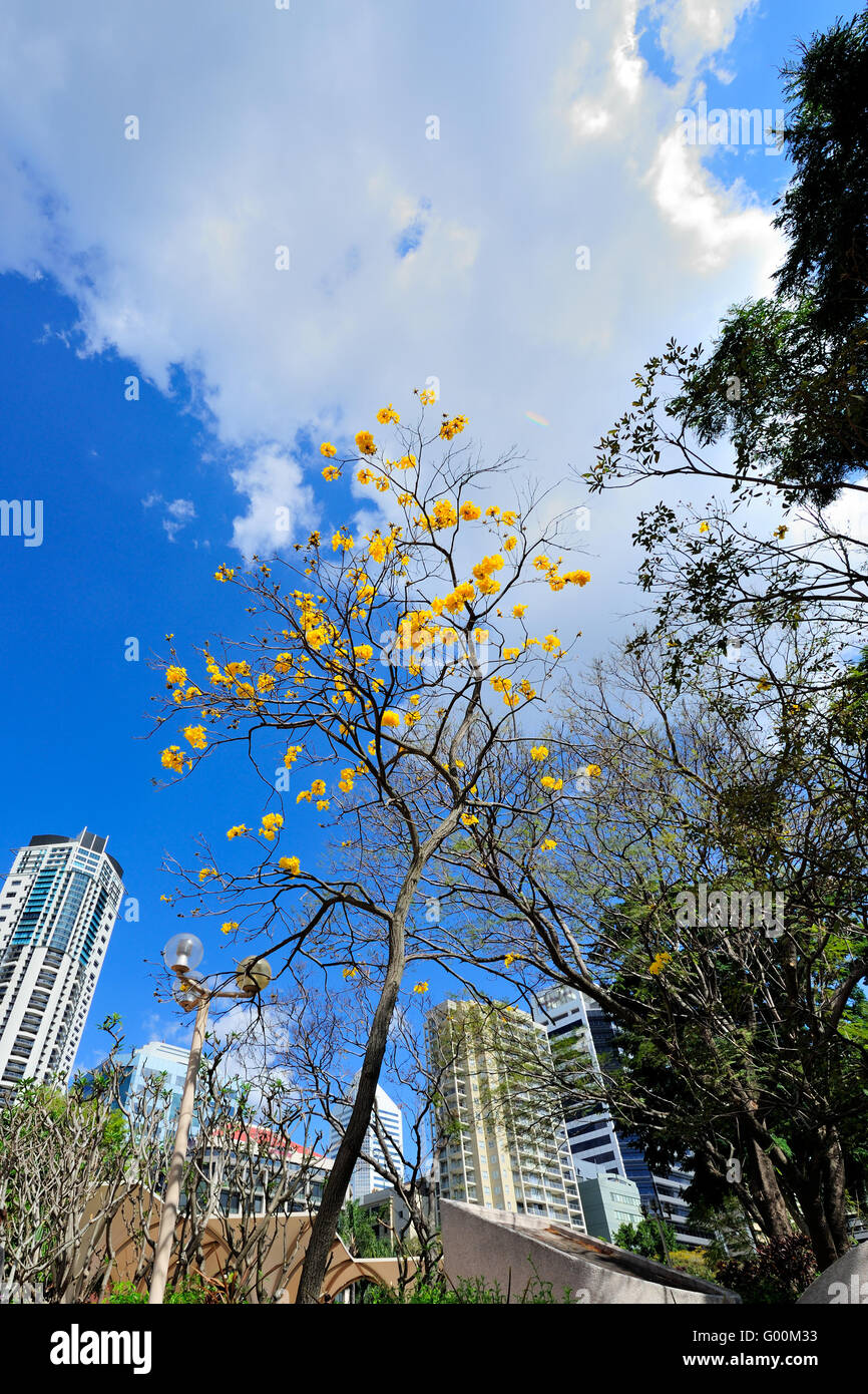 Yellow blossom tree in Cathedral Square, Brisbane CBD Stock Photo Alamy