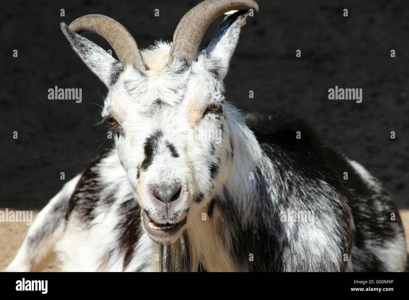 nanny-goat Stock Photo