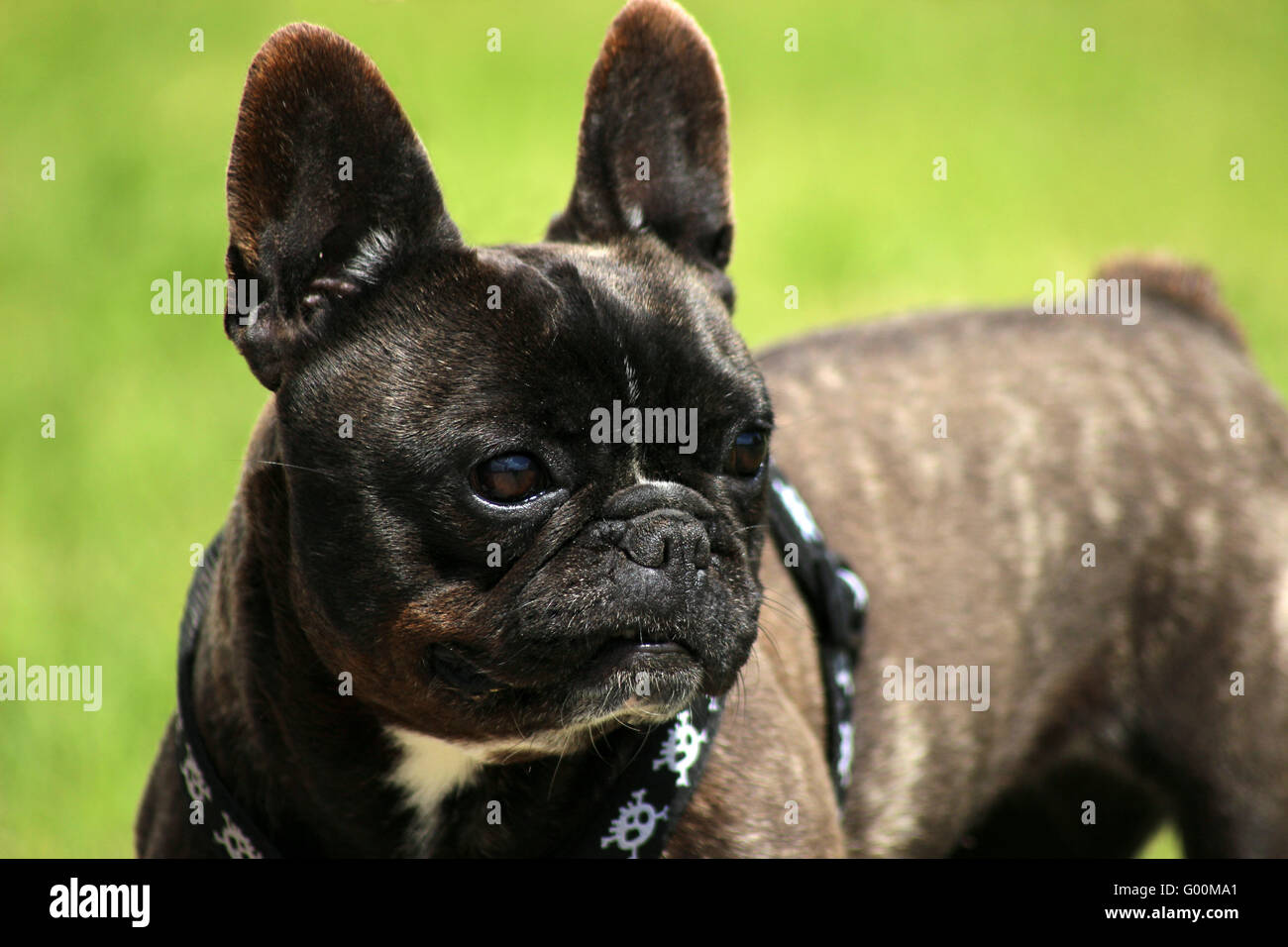 Bulldog brown Stock Photo