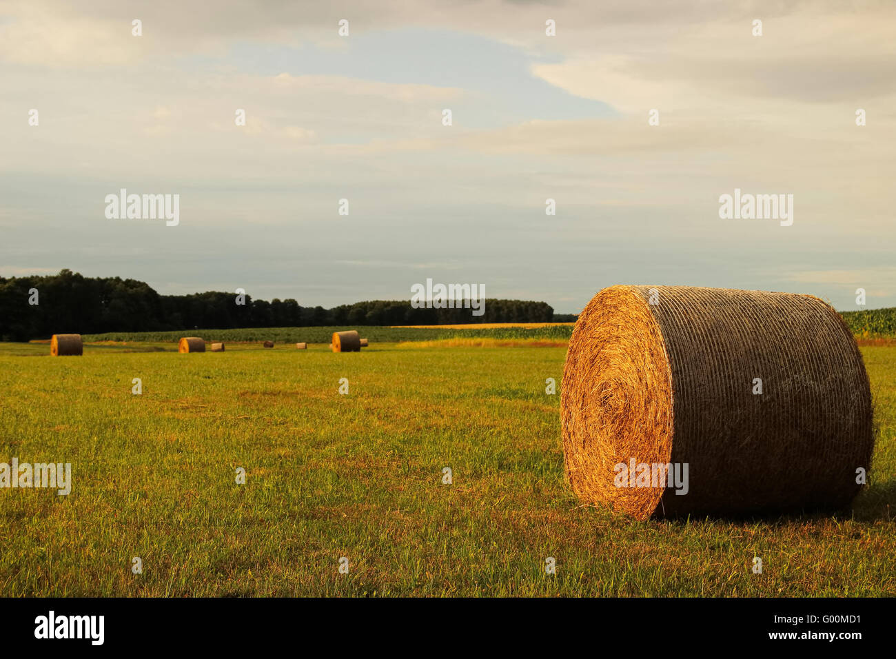 Simple Field Straw Prop Field - Straw Stock Photo - Alamy
