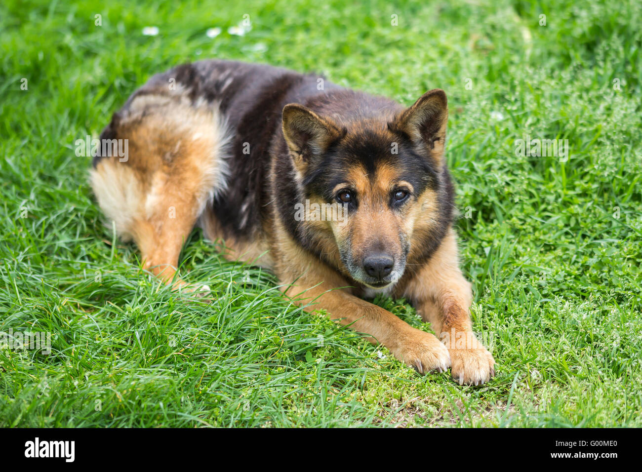 Portrait of a beautiful dog on the grass Stock Photo - Alamy