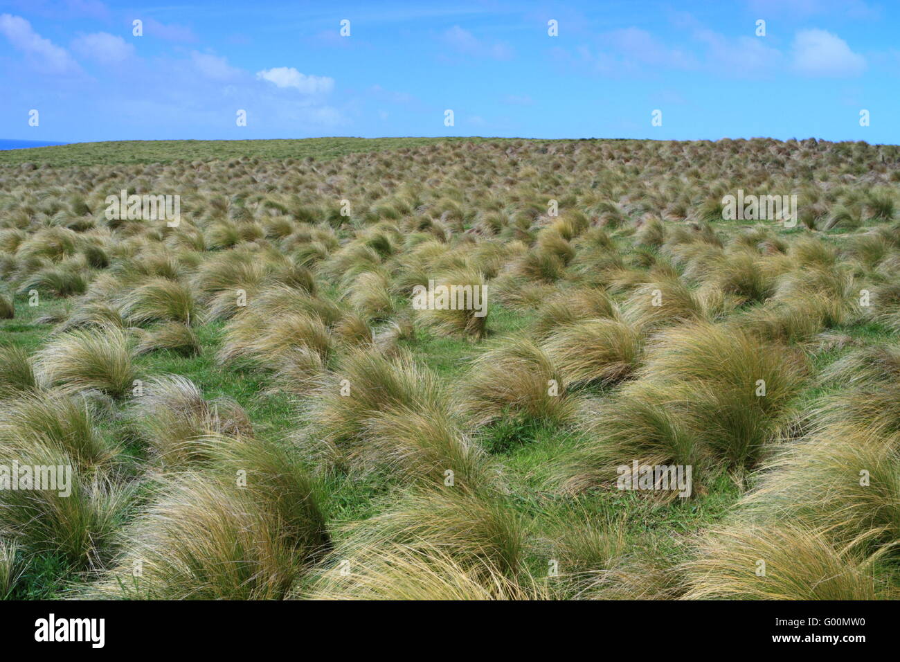 Tussock Grass at Slope Point Stock Photo