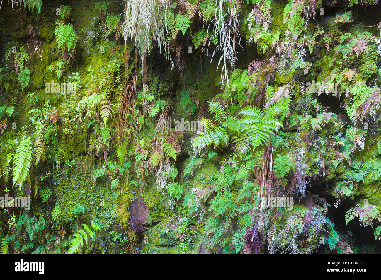 Fern covered cavern wall in Hawaii Stock Photo