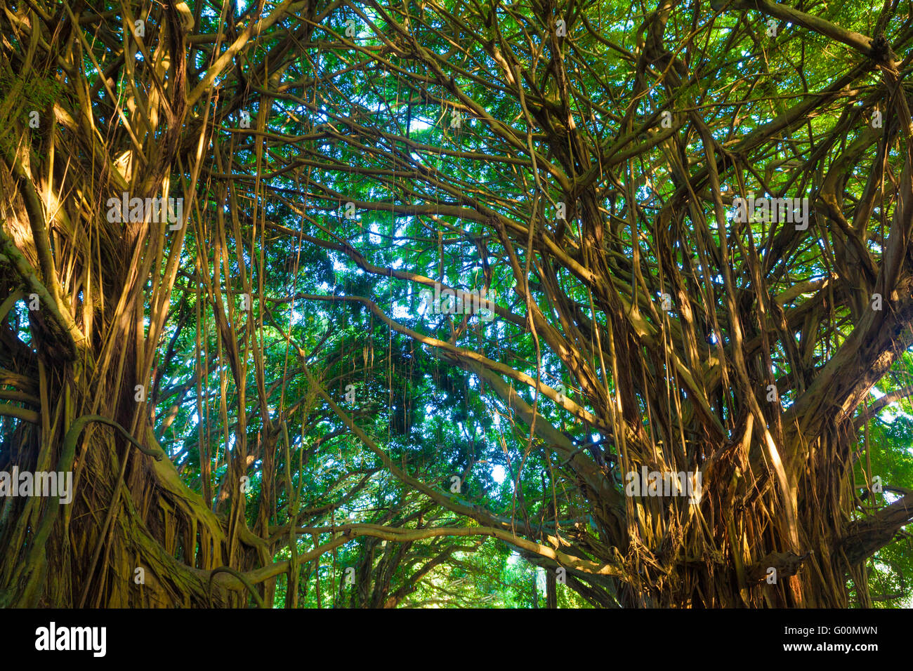 Giant banyan tree in Hawaii Stock Photo