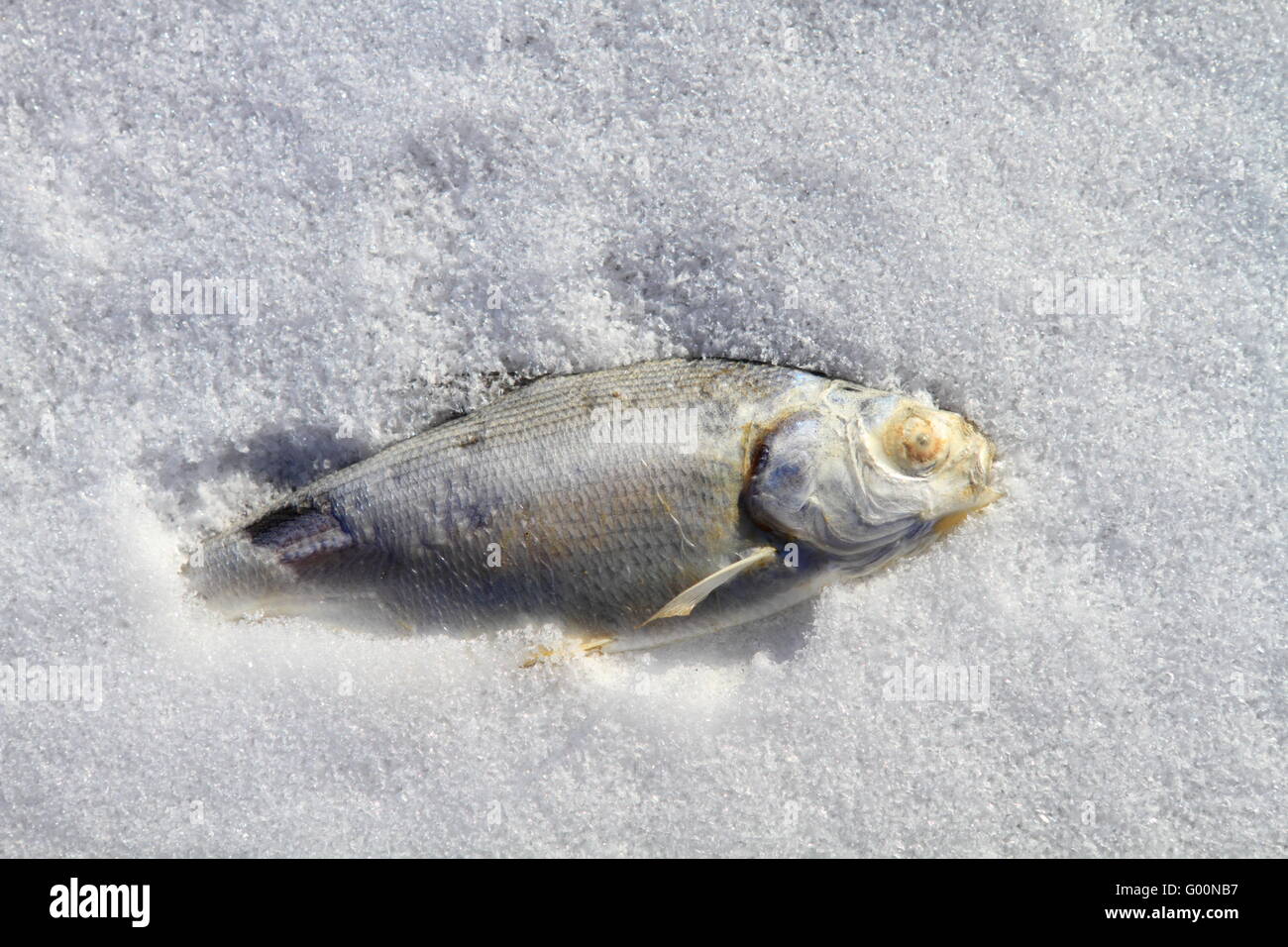 Fish frozen in ice covered lake Stock Photo Alamy