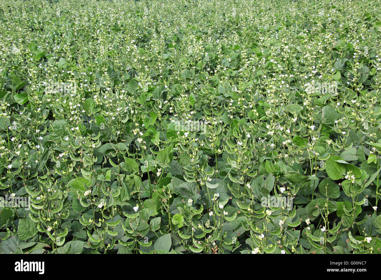 Indian Broad Beans Field. Broad beans are among the most ancient in
