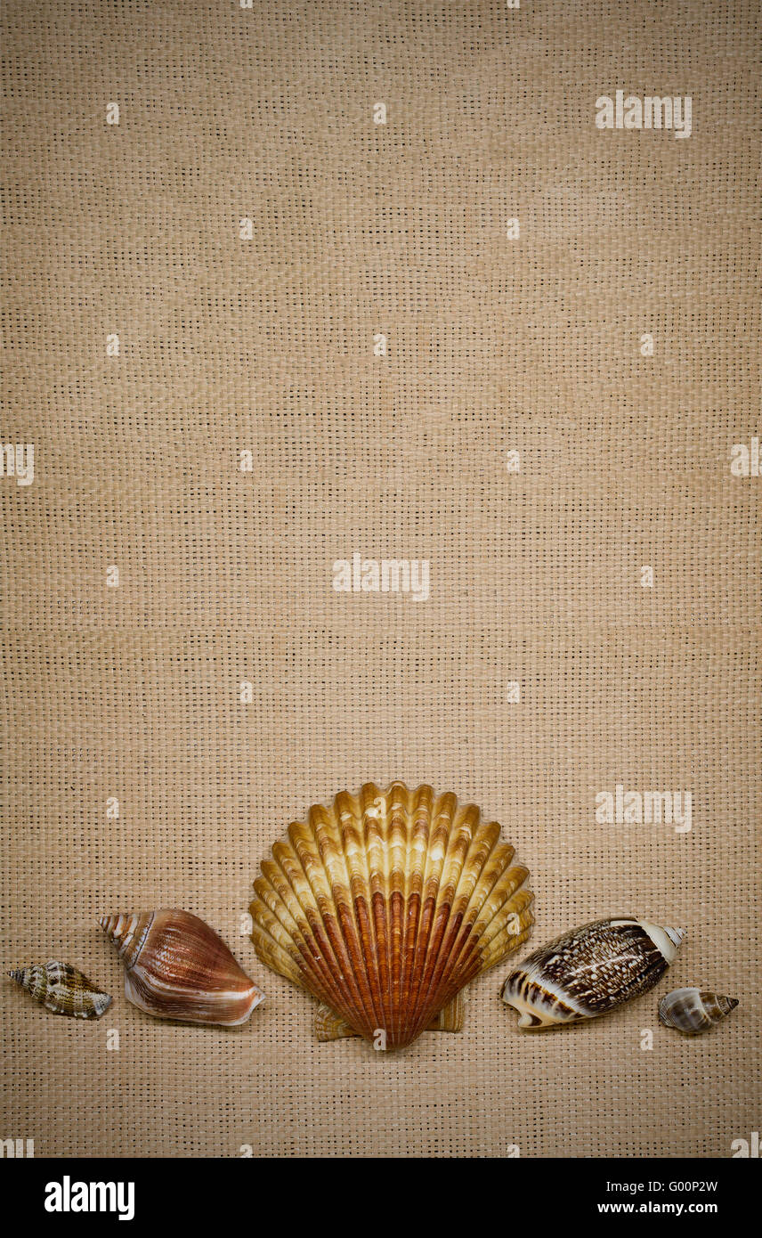 sea shells on a background of straw Stock Photo - Alamy