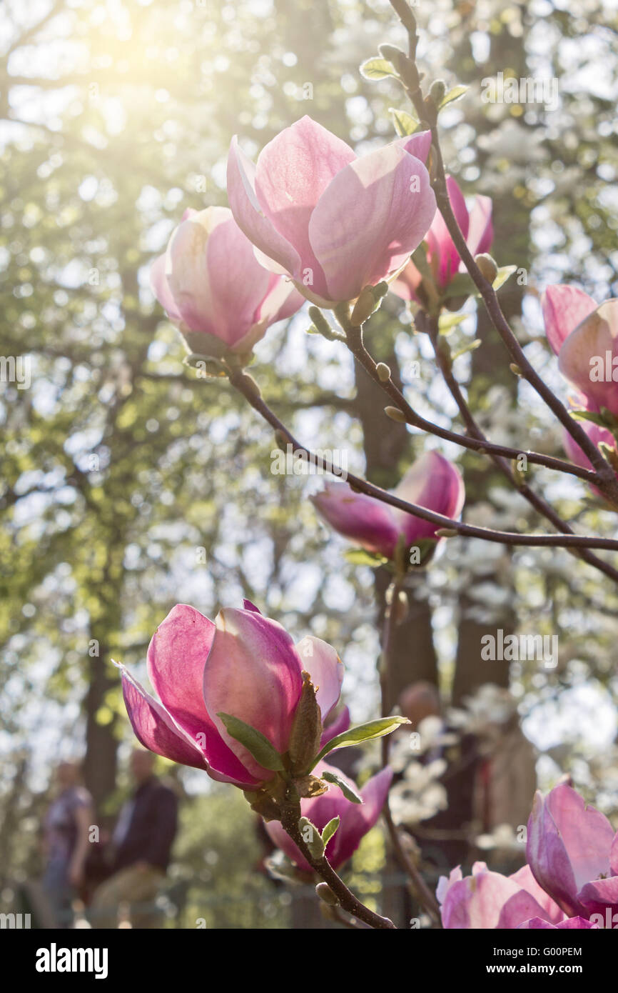 pink flowers Magnolia soulangeana close up Stock Photo - Alamy