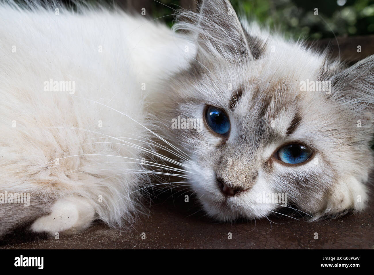 Tired Distant, Angry Suspicious Cat. Cute Beautiful White Cat with Blue  Eyes. Fluffy White Fur Stock Image - Image of mammal, kitten: 240967325