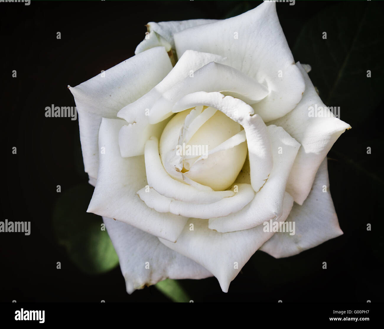 Green rose background hi-res stock photography and images - Alamy