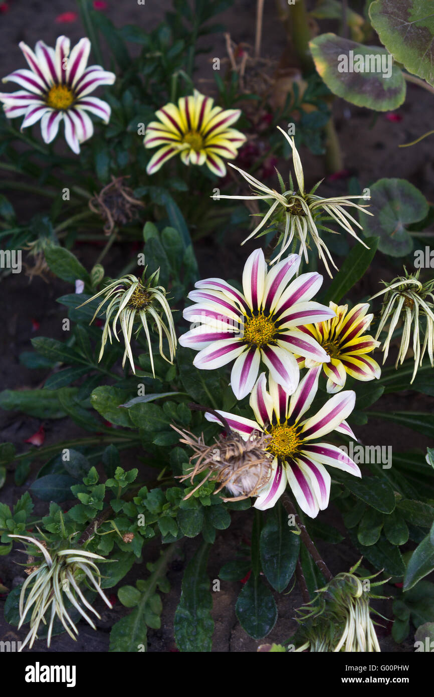 gazania flowers on the flowerbed closeup Stock Photo Alamy