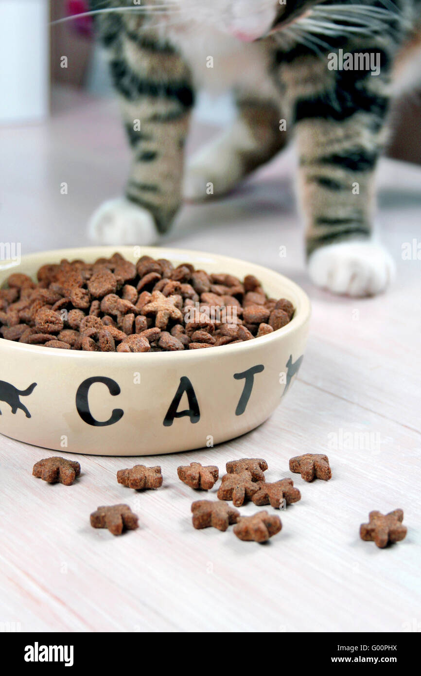 cat food Stock Photo Alamy