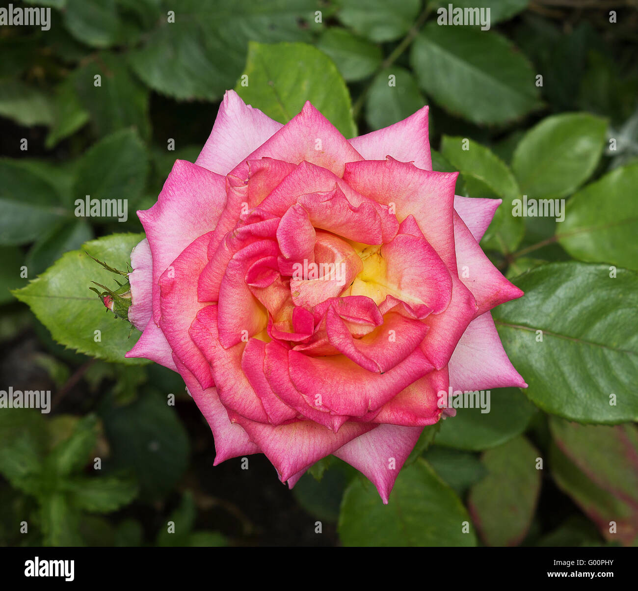 pink rose close up on a green background Stock Photo - Alamy