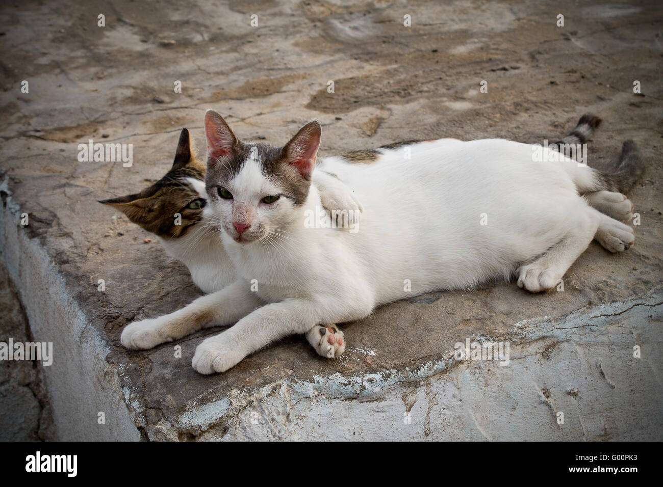 Alley of the cats hires stock photography and images Alamy